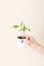 Syngonium podophyllum 'Albo Variegata' bébé (S)