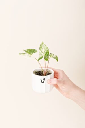 Syngonium podophyllum 'Albo Variegata' bébé (S)