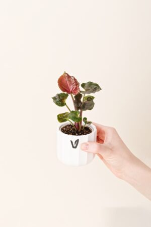 Syngonium podophyllum 'Stramberry Ice' bébé (S)