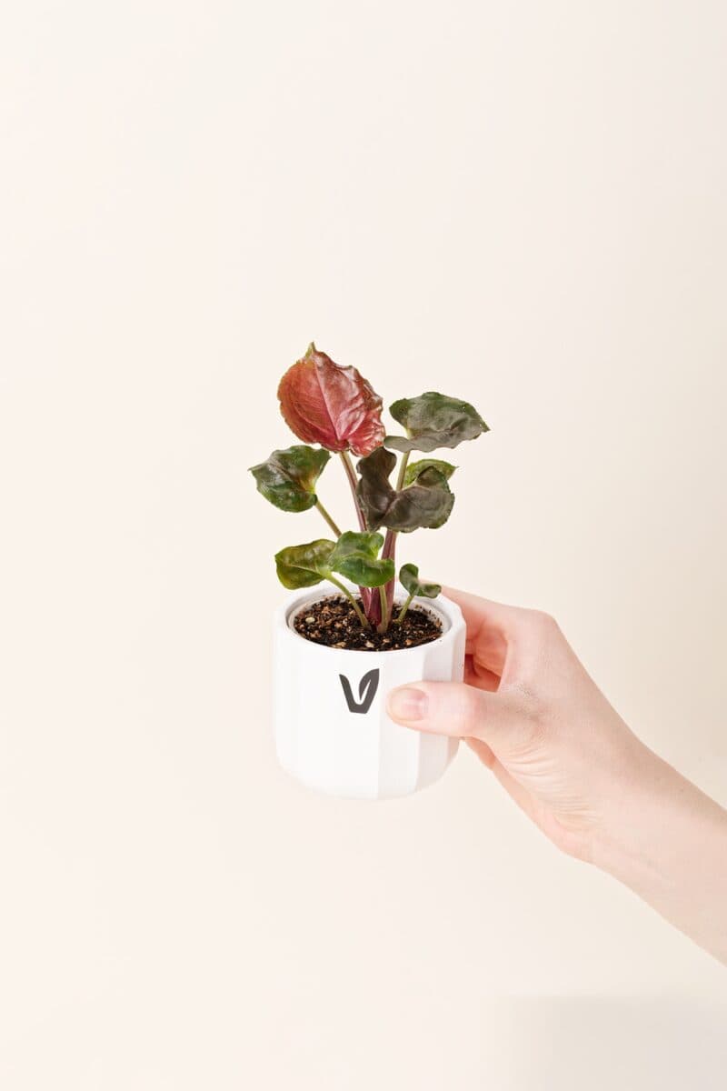 _0001_syngonium-podophyllum-stramberry-ice-p06-original