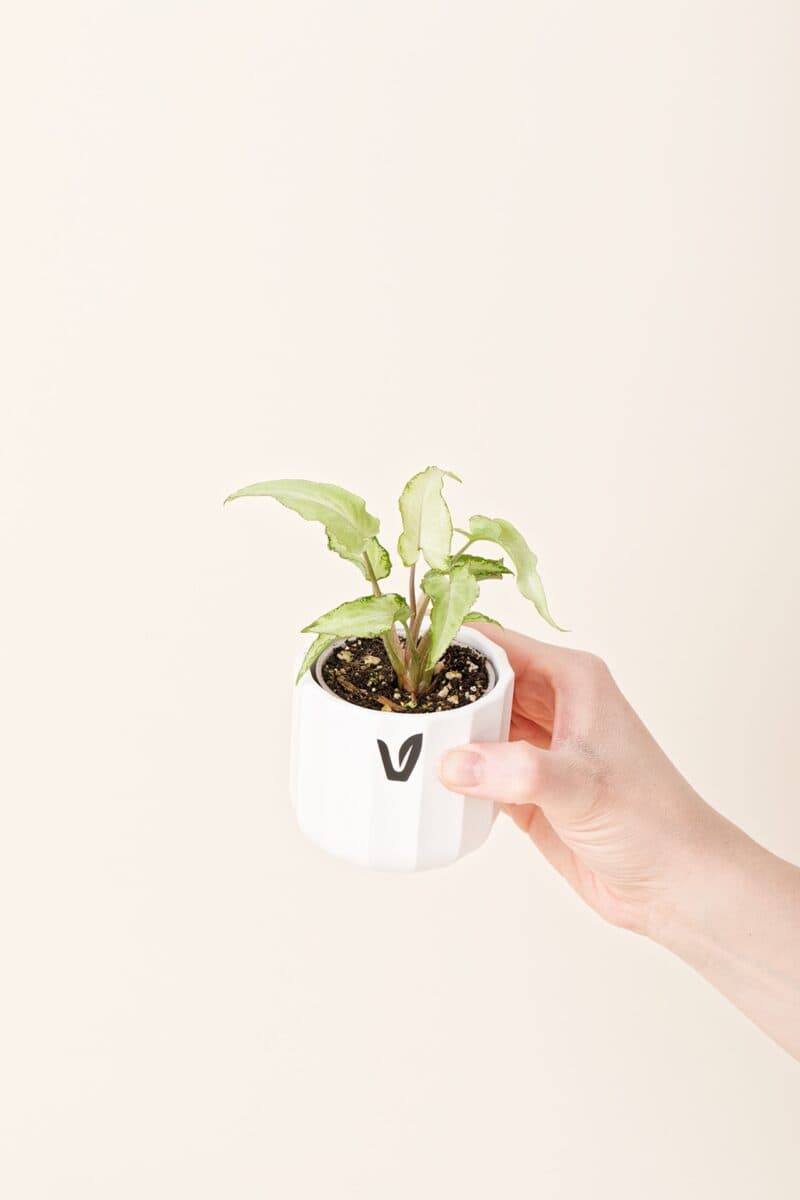 _0002_syngonium-podophyllum-silver-fox-p06-original