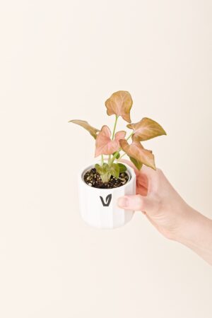 Syngonium podophyllum 'Pink perfection' bébé (S)