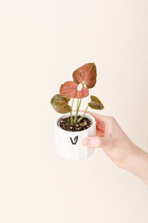 Syngonium podophyllum 'Orm Nak' bébé (S)