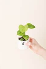 Philodendron fibraecataphyllum bébé (S)