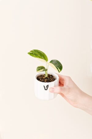 Monstera standleyana 'Aurea Variegata' bébé (S)