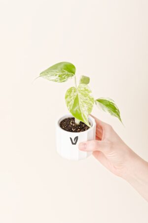 Monstera deliciosa borsigiana 'Albo variegata' bébé (S)