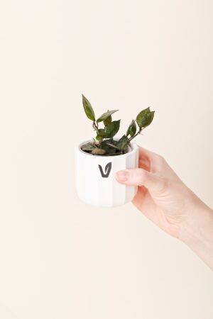 Hoya krohniana 'Black Leaves' bébé (S)