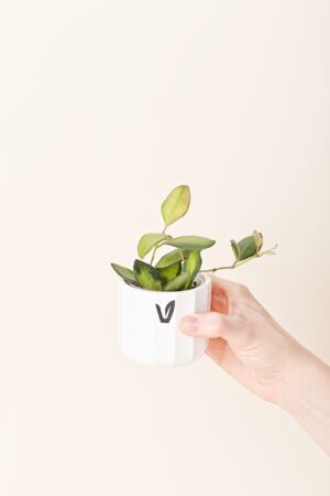 Hoya burtoniae 'Variegata' bébé (S)