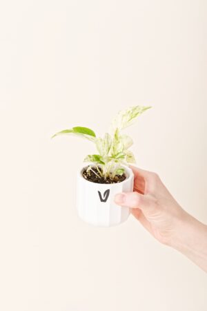 Epipremnum aureum 'Manjula' bébé (S)