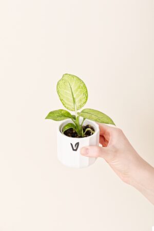 Dieffenbachia senguine 'Marsha' bébé (S)