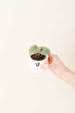 Anthurium luxurians bébé (S)