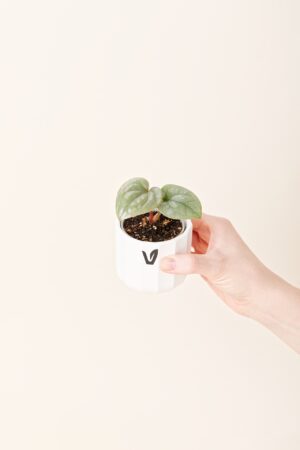 Anthurium luxurians bébé (S)