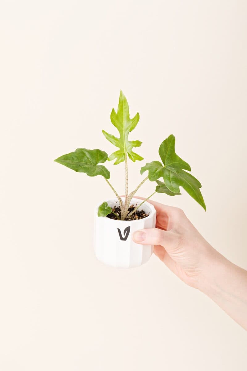 _0061_alocasia-brancifolia-p06-original