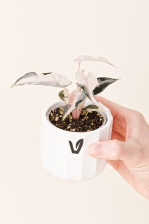 Alocasia amazonica 'Bambino Pink Variegata' bébé (S)