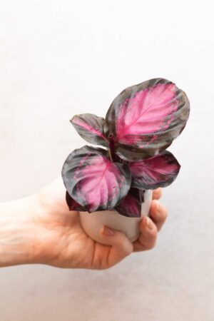 Calathea roseopicta 'Rosy' bébé (S)