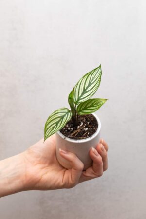 Calathea vittata bébé (S)