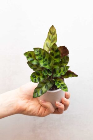 Calathea lancifolia bébé (S)