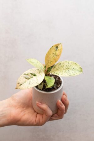 Ficus shivereana 'Moonshine' (S)