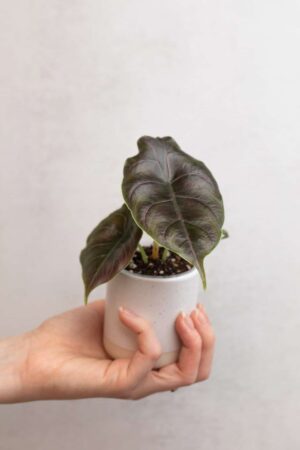 Alocasia azlanii bébé (S)