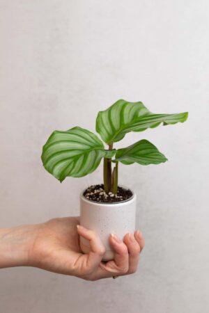 Calathea orbifolia bébé (S)