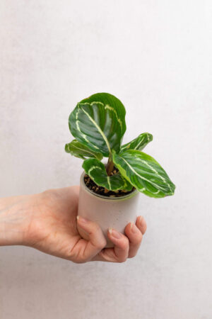 Calathea roseopicta 'Green' bébé