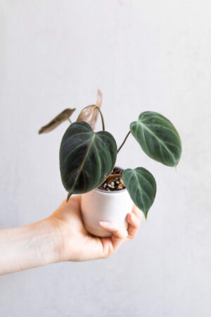 Philodendron rubrijuvenile 'El Choco Red' bébé (S)