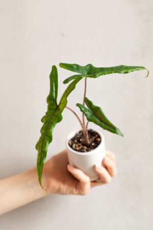 Alocasia sabrina bébé