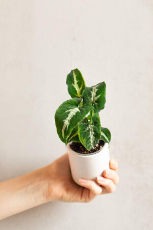 Syngonium wendlandii Bébé