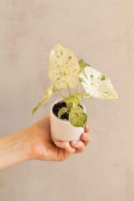Alocasia macrorrhiza 'Splash' bébé (S)