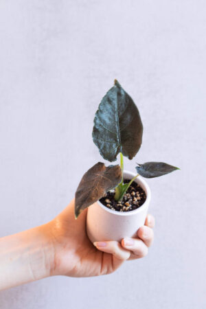 Alocasia chienlii 'Antoro Velvet' Bébé (S)