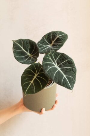 Alocasia reginula 'Black Velvet' (M)