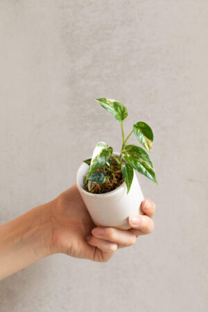 Epipremnum pinnatum 'Variegata' bébé (S)