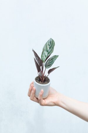 Calathea ornata 'Sanderiana' bébé (S)