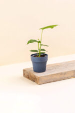 Cache-pot en plastique recyclé Tiny lagoon bleu de diamètre 7 cm avec une plante