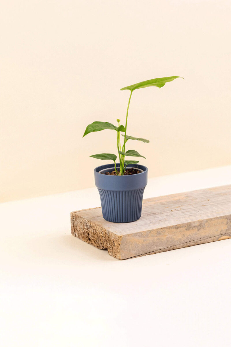 Cache-pot en plastique recyclé Tiny lagoon bleu de diamètre 7 cm avec une plante
