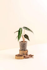 Alocasia amazonica 'Bambino' en pot de 6 cm vue de côté