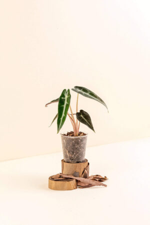 Alocasia amazonica 'Bambino' en pot de 6 cm vue de côté