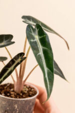 Détail de la feuille de l'Alocasia amazonica 'Bambino' en pot de 6 cm