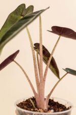Détail de la tige de l'Alocasia amazonica 'Bambino' en pot de 6 cm