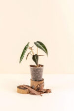 Alocasia amazonica 'Bambino' en pot de 6 cm vue de face