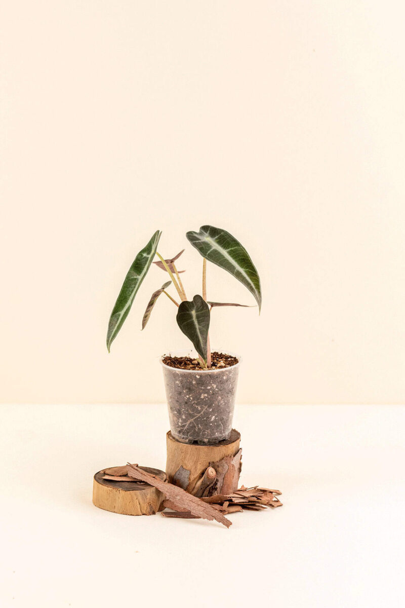 Alocasia amazonica 'Bambino' en pot de 6 cm vue de face