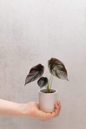 Alocasia cuprea 'Red Secret' bébé (S)