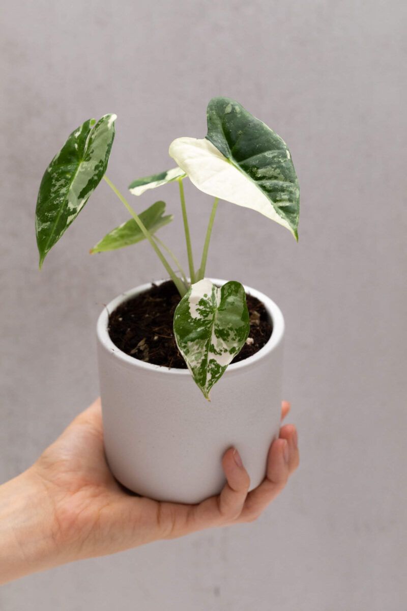 Alocasia micholitziana ‘Frydek variegata’ Bébé main