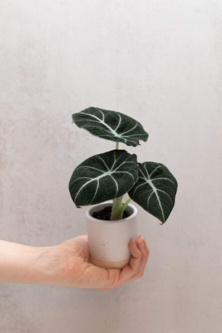 Alocasia reginula 'Black Velvet' bébé