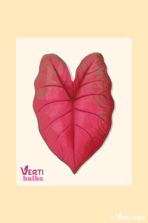 Caladium Brandywine (Bulbe)
