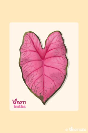 Caladium Fannie Munson (Bulbe)