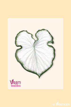 Caladium Icicle (Bulbe)