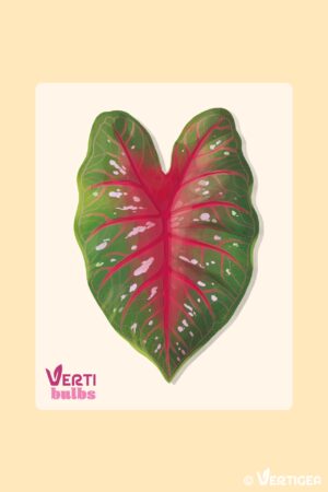 Caladium Red Flash (Bulbe)