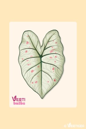 Caladium Strawberry Star (Bulbe)