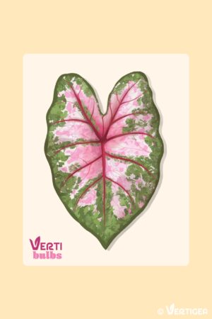 Caladium Tapestry (Bulbe)